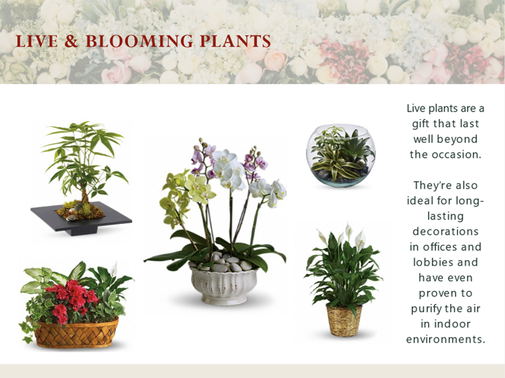 About Buds, Blooms & Beyond Tampa, FL Florist